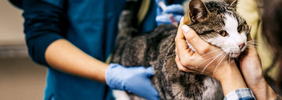 Your Vet